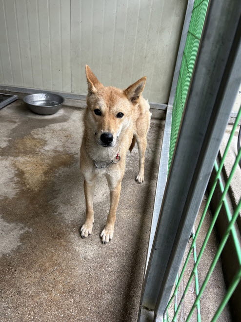 익산유기동물보호소_445468202503025